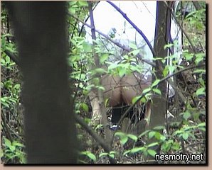 spr0704-nev28.jpg